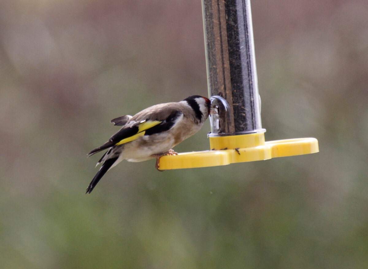 Goldfinch feeder