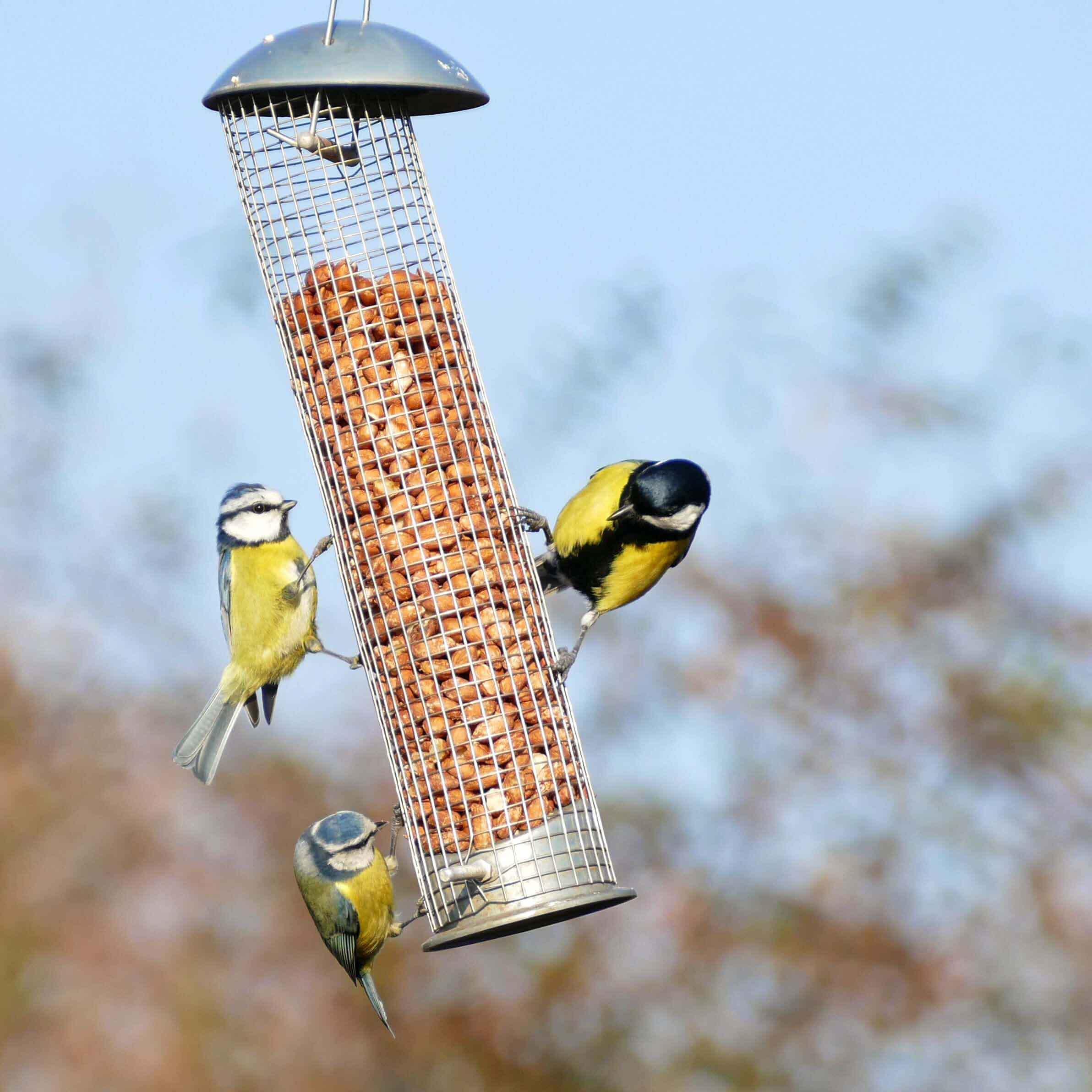 A metal hanging bird feeder with peanuts and blue tits.