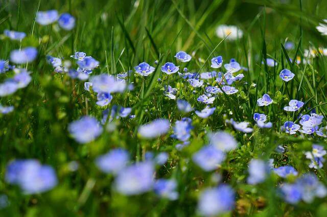 field of flowers close up