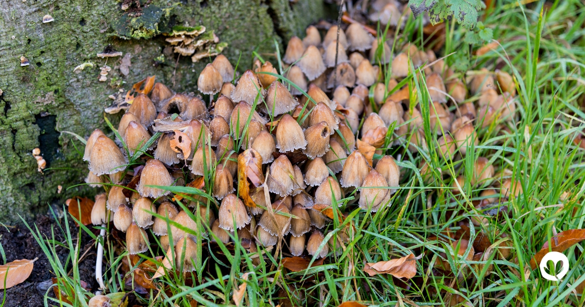 Autumn fungi growing among leaves in a UK woodland
