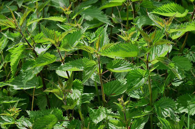 Nettles making great soup, tea or an alternative to spinach in sauce. Image shows a clump of green nettles with brown stems.