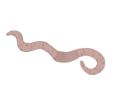 worm